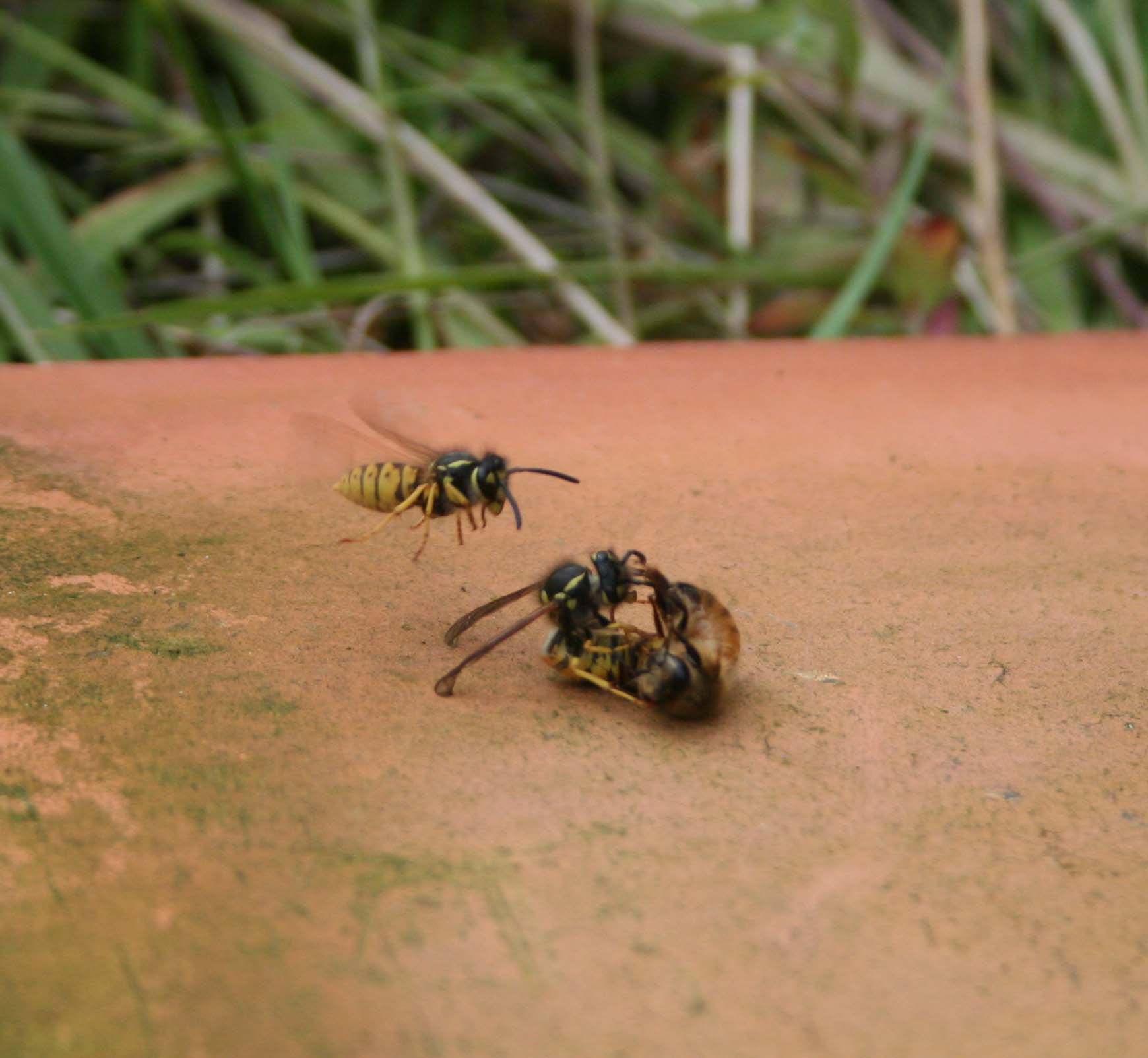 wasps-attacking-bees 033a.jpg
